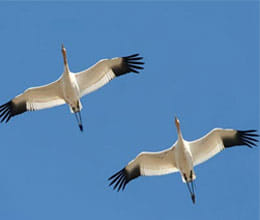 migratory birds arrive in sukhna lake