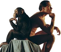 chimpanzee vs human IMR 941 disclose facts
