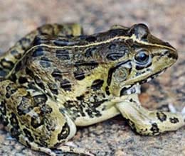 ?frogs are another reason for increasing cases of dengue