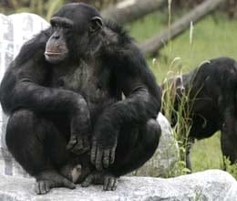human disease in chimpanzee 
