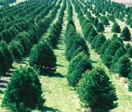 christmas tree in danger in england