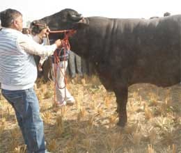 bull earn 12 lac in month
