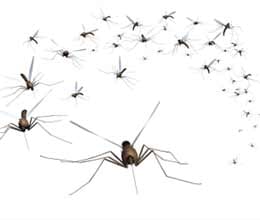 millions of budget of mosquito is not being spent 