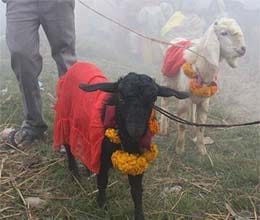gabbar singh save animal from sacrifice