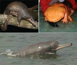 world 'ugly' creatures struggle for survival 