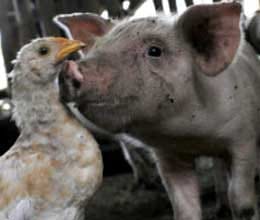 ibola infection spread through air