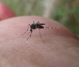 mosquito become god people make temple of mosquito