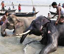 ban on sale of elephant in sonpur fair