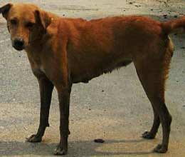  three members of family dies to save dog life