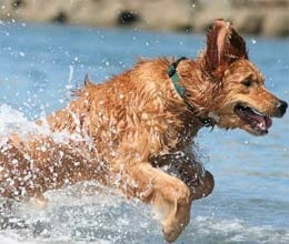 dog onwer make step to save their dog life