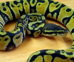 Python swallowed a goat alive