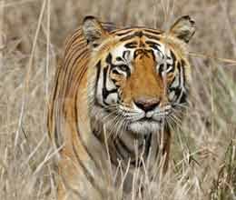 women confronted with tiger