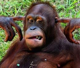 orangutan who fed up with noise put finger in his ear 