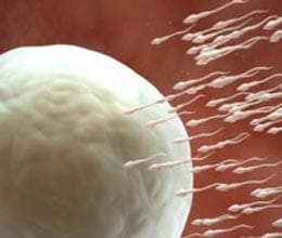 ?french men struggle with sperm crisis in bedroom