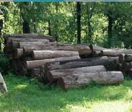 timber being smuggled through canal in mp