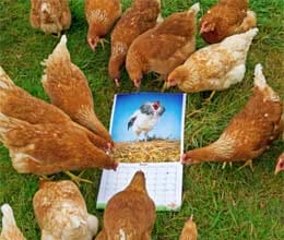 cockerels poses in calendar to make hens feel calmer