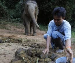 black ivory coffee elephants serve up crap uccino