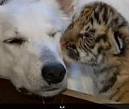 dog adopts abandoned tiger cubs in sochi russia