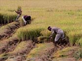 farmers adopt Supporting  business with farming