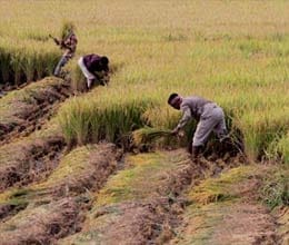 Scientists of Nigeria's progressive farming tricks 