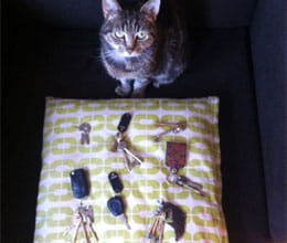 key thief cat caught with keys in her megnetic coller