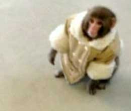 when monkey came to shopping!