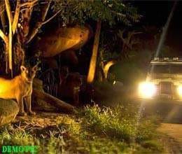 greater noida night safari park will be developed in three hundred acres