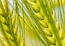 Wheat bag got wet in the rain ½ million