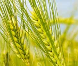 crop desroted in uttarkashi