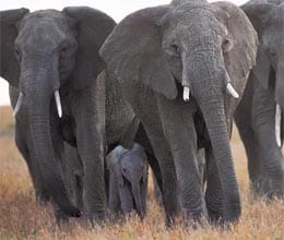 elephant saving clues how to save elephants