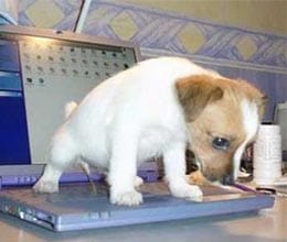 computer is main enemy of dogs 