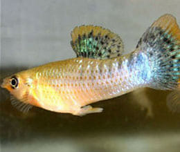 female fish are turned on by male gay fish sex