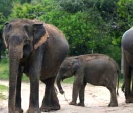 elephants in danger due to railway track