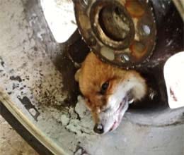 fox gets his head stuck in car wheel