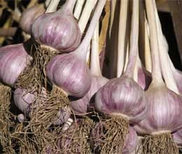 garlic smuggler fugitive from london