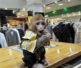 one monkey in mall in torento