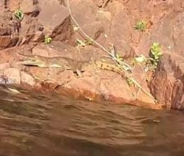 crocodile gets snappy with swimming tourists in australia