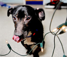 christmas event dog eat electric lighting