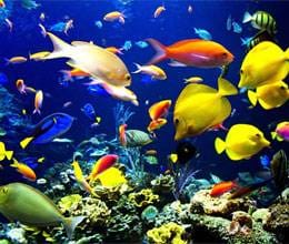 improve luck by aquarium fengsui 