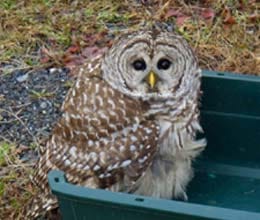 miracle owl clash with truck and survive without any injury