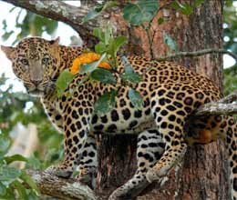 Increased risk to wildlife in Uttarakhand