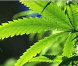 cannabis can make patients less bothered by pain