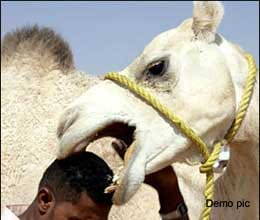 man dies as camel bite