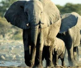 sc notice on elephant deaths on rail tracks