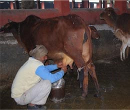 cows are giving milk by listening music in mathura