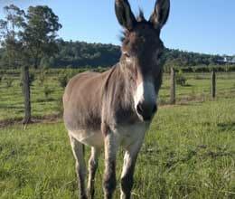 brazil judge urges fine for mayor who rode donkey