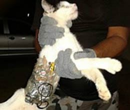 when cat was taken into custody 