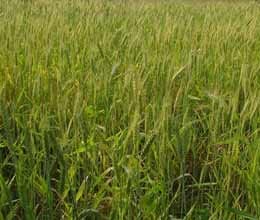 Badhana Minor breakdown, Many acres crops Damage