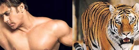 Salman Khan's Sher Khan in trouble