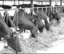 milk production not creamy 